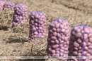 Сельхозорганизации Беларуси убрали картофель с&nbsp;половины площадей