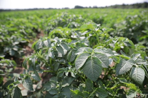 В Могилевской области почти на четверть увеличены площади под картофель