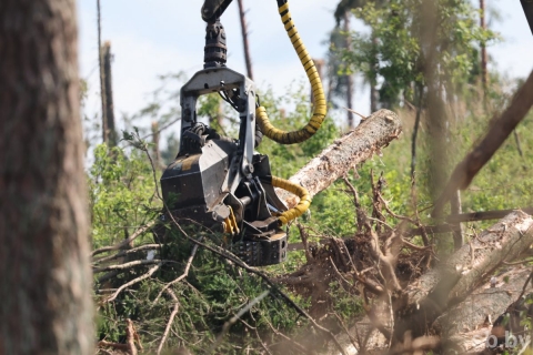 Лесхозы Могилевской области ведут разработку ветровалов