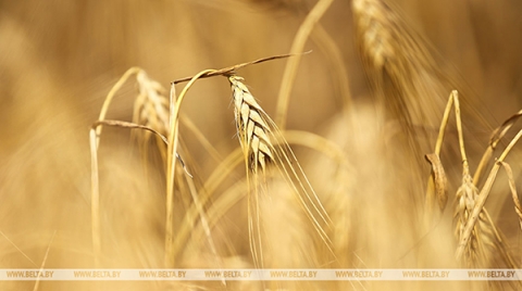 Небольшой недобор урожая зерна Беларусь планирует компенсировать закупкой в России