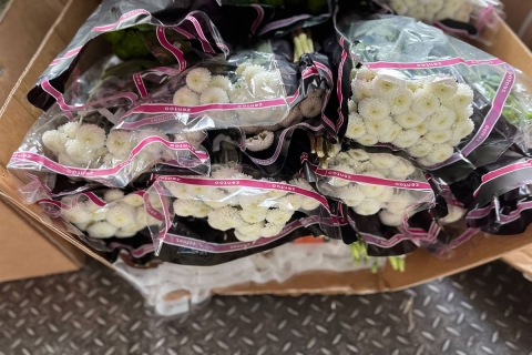 Могилевские таможенники выявили факт незаконной транспортировки цветов