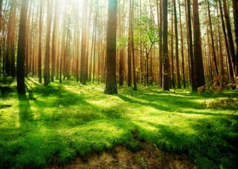 На&nbsp;территории лесного фонда ГЛХУ &laquo;Климовичский лесхоз&raquo; установлен 4&nbsp;класс пожарной опасности