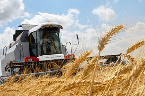 В Беларуси завершается массовая уборка зерновых